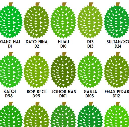 durian types
